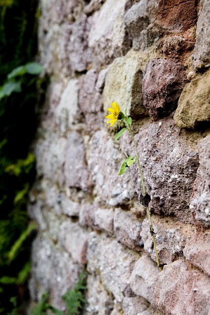 resilience, sunflower, enforce, nature, stones, wall, natural stone, yellow, gem, ornament, blossom, bloom, resilience, resilience, resilience, resilience, resilience