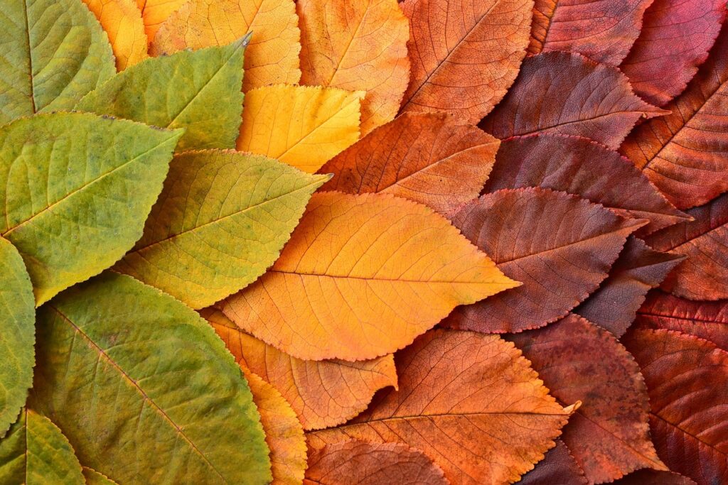 leaves, wallpaper hd, full hd wallpaper, foliage, mac wallpaper, 4k wallpaper, autumn, free wallpaper, free background, transformation, cherry tree, hd wallpaper, colorful, background, 4k wallpaper 1920x1080, beautiful wallpaper, cool backgrounds, wallpaper 4k, laptop wallpaper, windows wallpaper, desktop backgrounds, nature